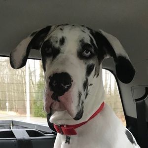 Meet your Posher, Caroline